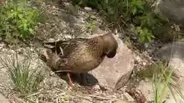 Wild Duck Bird 무료 다운로드 - OpenShot 온라인 비디오 편집기로 편집할 수 있는 무료 비디오