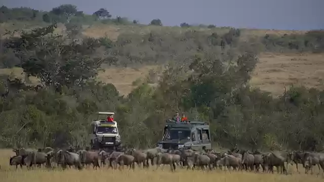 Free download wildebeests tourists africa safari free picture to be edited with GIMP free online image editor