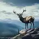 wild elk roaming  screen for extension Chrome web store in OffiDocs Chromium