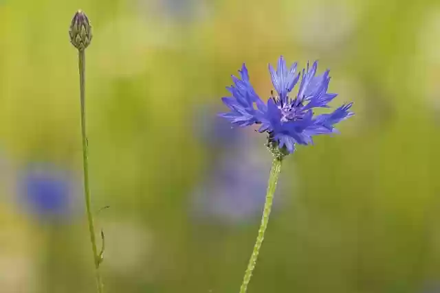 Free download wildflower cornflower nature flora free picture to be edited with GIMP free online image editor