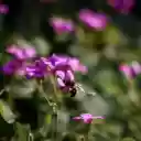 wildflowers  screen for extension Chrome web store in OffiDocs Chromium