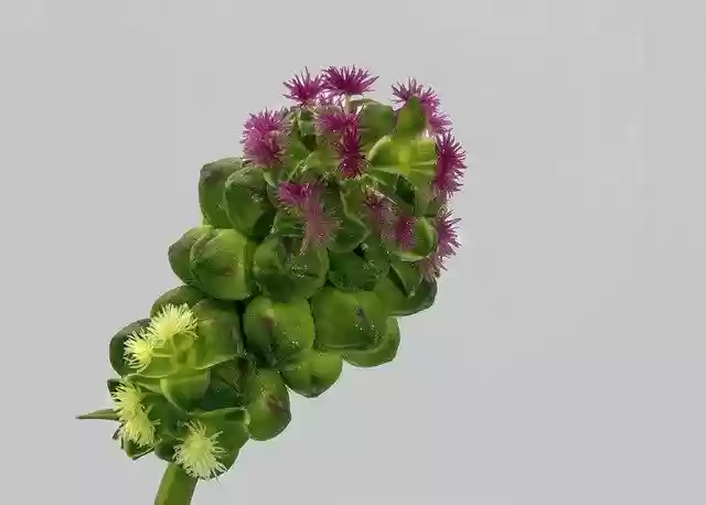 Free download Wildflower Salad-Burnet Plant -  free photo or picture to be edited with GIMP online image editor