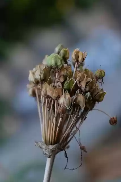 Free download wildflowers blossoms dried flowers free picture to be edited with GIMP free online image editor