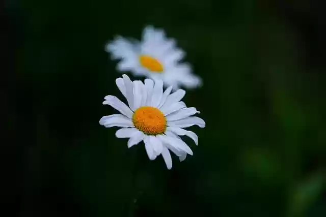 Free download wildflowers flowers daisies free picture to be edited with GIMP free online image editor