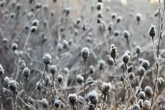 Free download wildflowers nature winter frost free picture to be edited with GIMP free online image editor