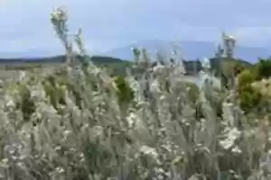 Free download Wildflowers on Gable Island free photo or picture to be edited with GIMP online image editor