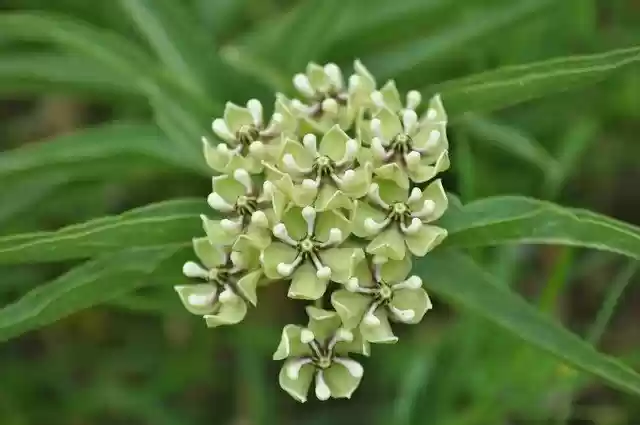 Free download Wildflower Spring Nature -  free photo or picture to be edited with GIMP online image editor