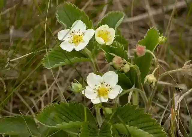 Free download Wildflower Strawberry Berry Plant -  free photo or picture to be edited with GIMP online image editor