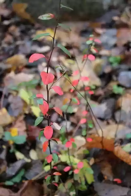 Free download Wild Forest Busch -  free photo or picture to be edited with GIMP online image editor