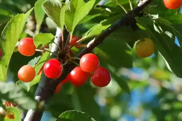 Free download Wild Fruits Nature -  free photo or picture to be edited with GIMP online image editor