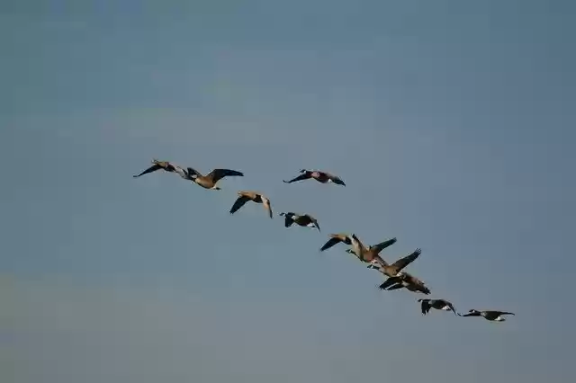 Unduh gratis templat foto gratis Wild Geese Nature Flock Of Birds untuk diedit dengan editor gambar online GIMP