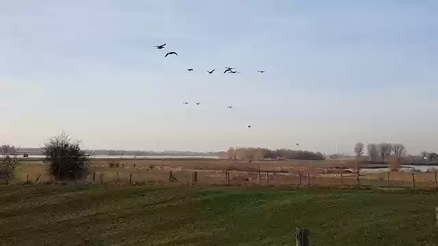 Free download Wild Geese Wesel Rhine -  free photo or picture to be edited with GIMP online image editor