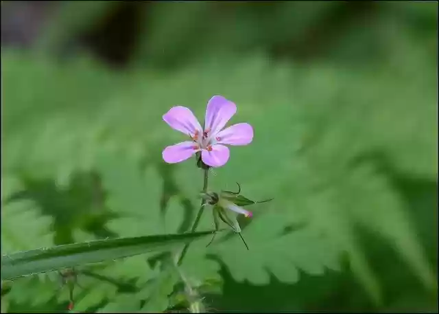 Free download Wild Geranium Wildflower Pink -  free photo or picture to be edited with GIMP online image editor