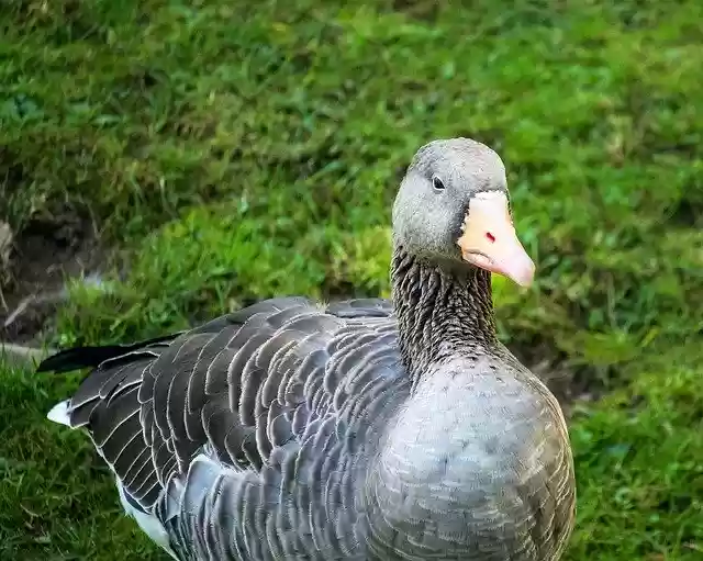 Free download Wild Goose Greylag Bird -  free photo or picture to be edited with GIMP online image editor