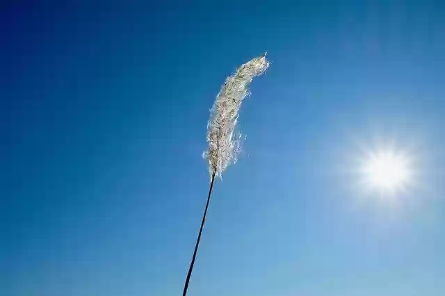 Free download Wild Grasses Pure Sun -  free photo or picture to be edited with GIMP online image editor