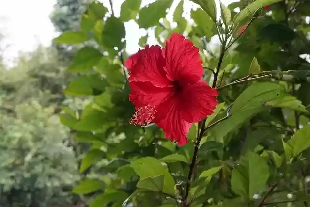 Free download Wild Hibiscus Rain Forest Tropical -  free photo or picture to be edited with GIMP online image editor