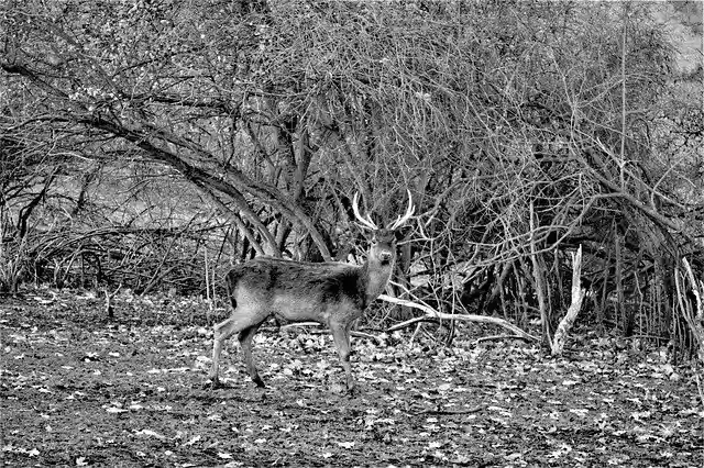 Free download Wild Hirsch Park Before -  free photo or picture to be edited with GIMP online image editor