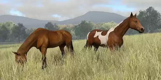 Free download wild horses pasture grazing free picture to be edited with GIMP free online image editor