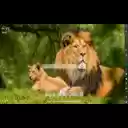 Wildlife MeaVana  screen for extension Chrome web store in OffiDocs Chromium