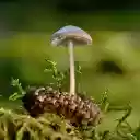 Wild Mushrooms  screen for extension Chrome web store in OffiDocs Chromium