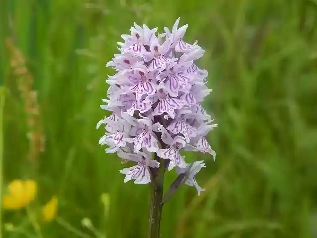 Free download Wild Orchid Flowers -  free photo or picture to be edited with GIMP online image editor