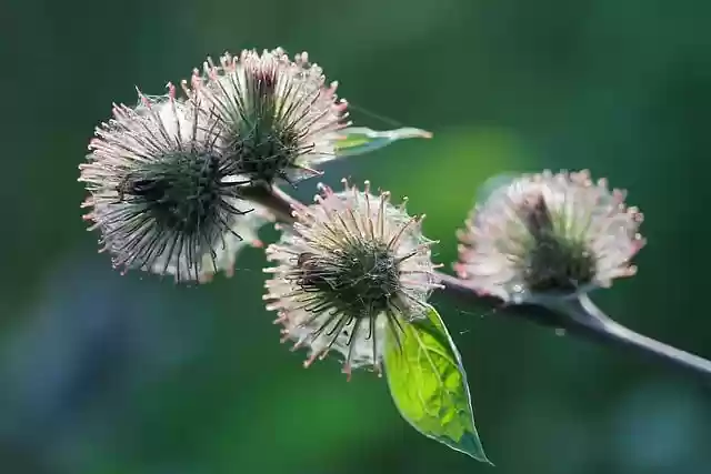 Free download wild plant flower shoots prickly free picture to be edited with GIMP free online image editor