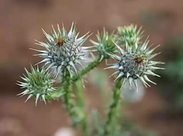 Free download Wild Plants Plant Green -  free free photo or picture to be edited with GIMP online image editor