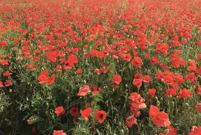 Free download Wild Poopy Summer Red -  free photo or picture to be edited with GIMP online image editor