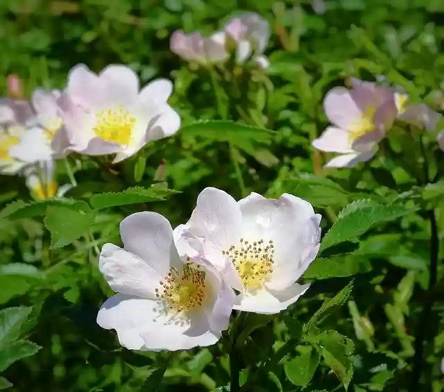 Free download Wild Rose Flowers Pink -  free photo or picture to be edited with GIMP online image editor