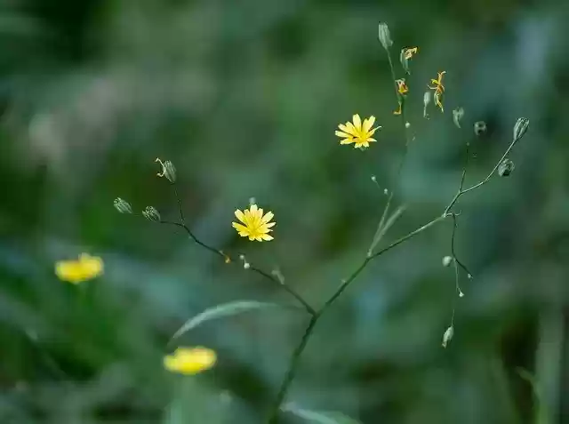 Free download wild yellow flower wild flower free picture to be edited with GIMP free online image editor