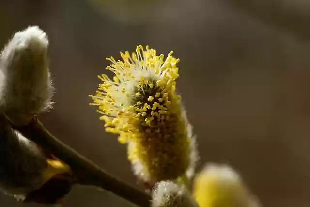 Free download willow catkin catkins flora free picture to be edited with GIMP free online image editor