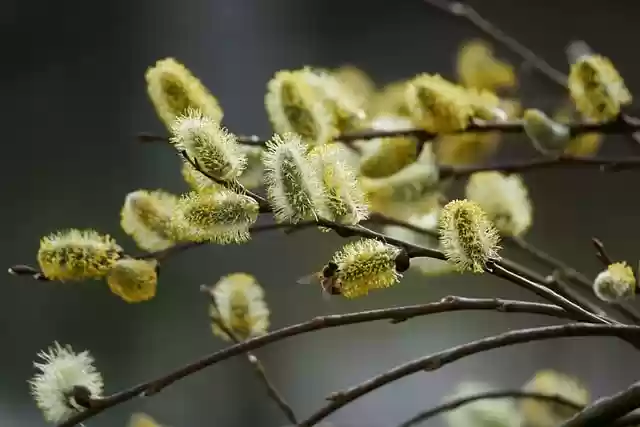 Free download willow catkin plant bee bee food free picture to be edited with GIMP free online image editor