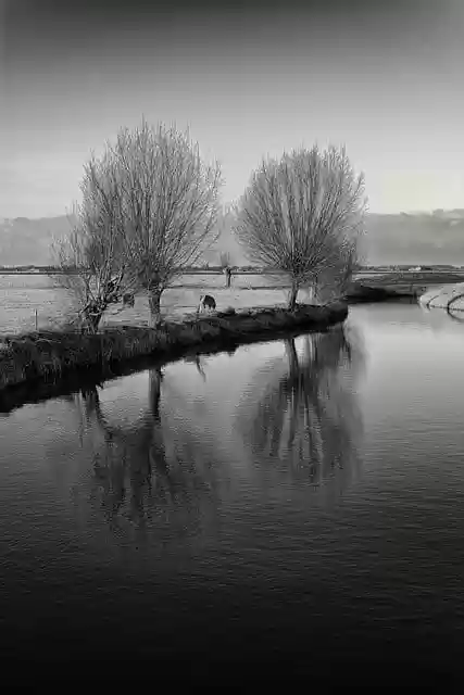 Free download willow landscape water pasture free picture to be edited with GIMP free online image editor