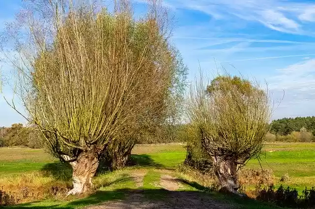 Free download Willow Tree Meadow -  free photo or picture to be edited with GIMP online image editor