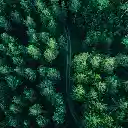 Winding Path Through a Lush Forest  screen for extension Chrome web store in OffiDocs Chromium
