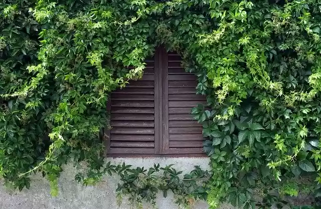 Free download Window Closed Blinds Wall Plant -  free photo or picture to be edited with GIMP online image editor