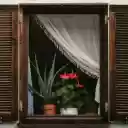 windows and flower pots  screen for extension Chrome web store in OffiDocs Chromium