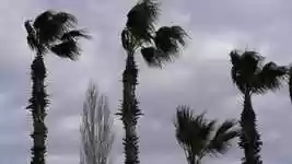 Free download Wind Palm Tree free video to be edited with OpenShot online video editor