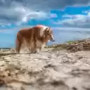 Windswept Wanderer  screen for extension Chrome web store in OffiDocs Chromium