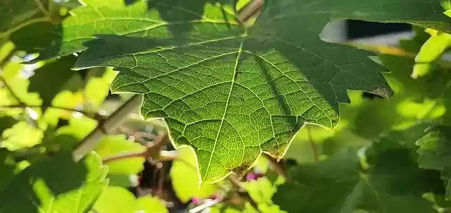 Free download Wine Green Grape -  free photo or picture to be edited with GIMP online image editor