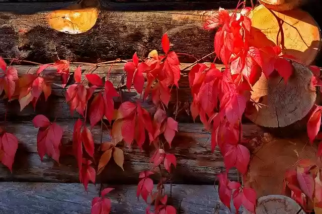Free download Wine Red Fall Color -  free photo or picture to be edited with GIMP online image editor