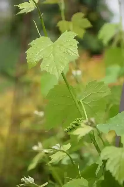 Free download Wine Vine -  free photo or picture to be edited with GIMP online image editor