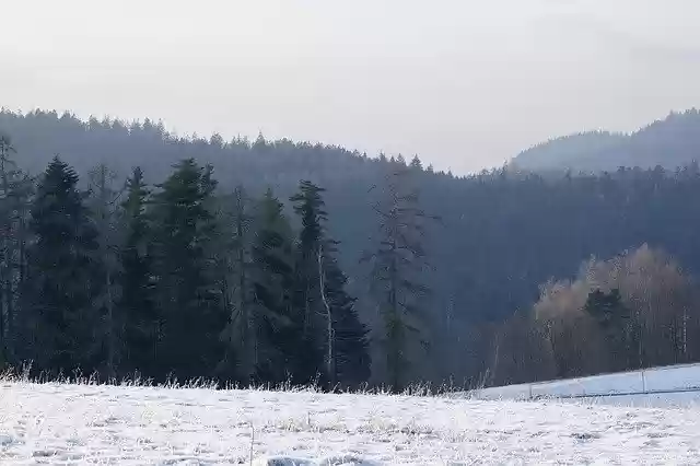 Muat turun percuma templat foto percuma Winter Black Forest Cold untuk diedit dengan editor imej dalam talian GIMP