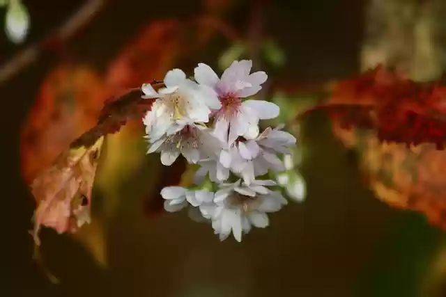 Free download winter cherry snow cherry free picture to be edited with GIMP free online image editor