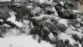 Free download Winter Christmas Tree Snow free video to be edited with OpenShot online video editor