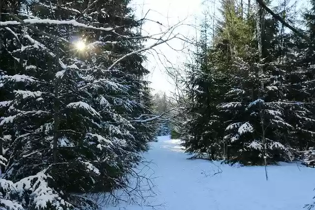 Kostenloser Download Winter Forest Frost - kostenloses kostenloses Foto oder Bild zur Bearbeitung mit GIMP Online-Bildbearbeitung