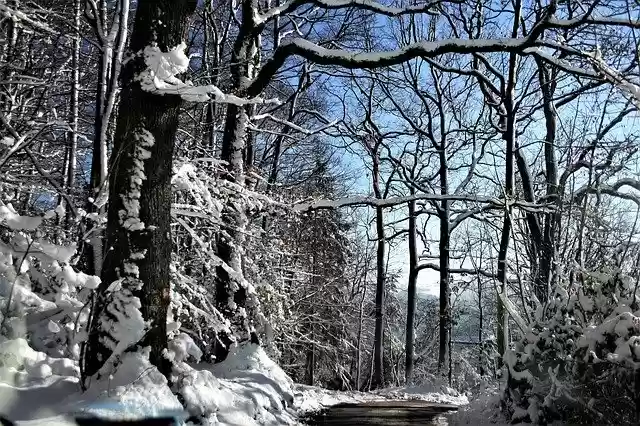 Free download Winter Forest Path Snowy -  free free photo or picture to be edited with GIMP online image editor