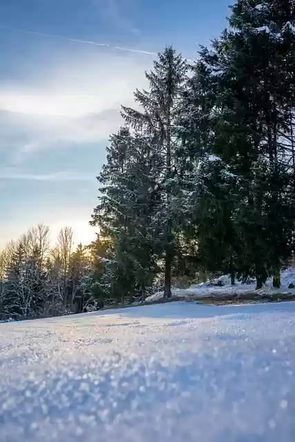 Free download winter forest snow winter frost free picture to be edited with GIMP free online image editor