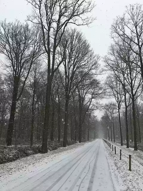 Free download Winter Forest Trees -  free free photo or picture to be edited with GIMP online image editor