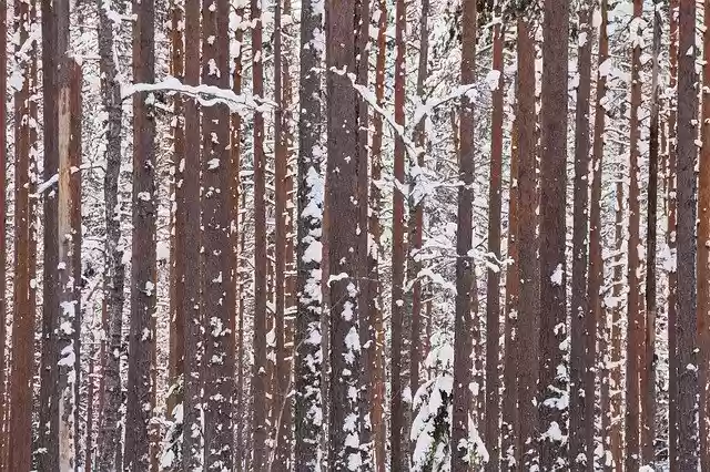 Free download Winter Forest Wood -  free photo or picture to be edited with GIMP online image editor